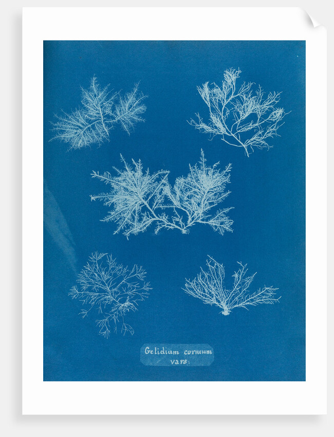 Gelidium corueum vars by Anna Atkins