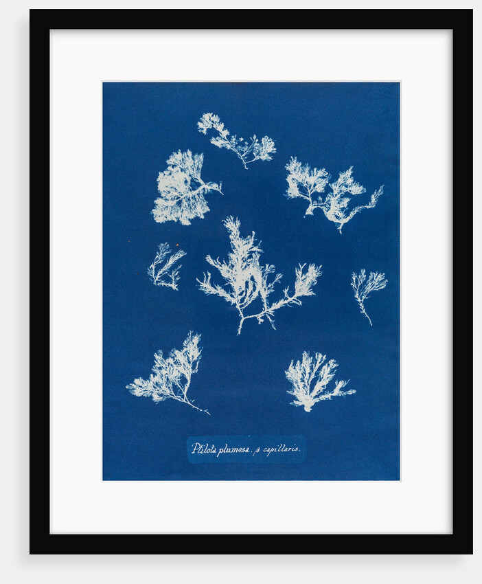 Ptilota plumosa & capillaris by Anna Atkins