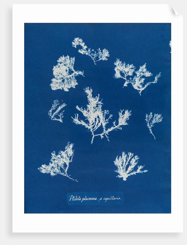 Ptilota plumosa & capillaris by Anna Atkins