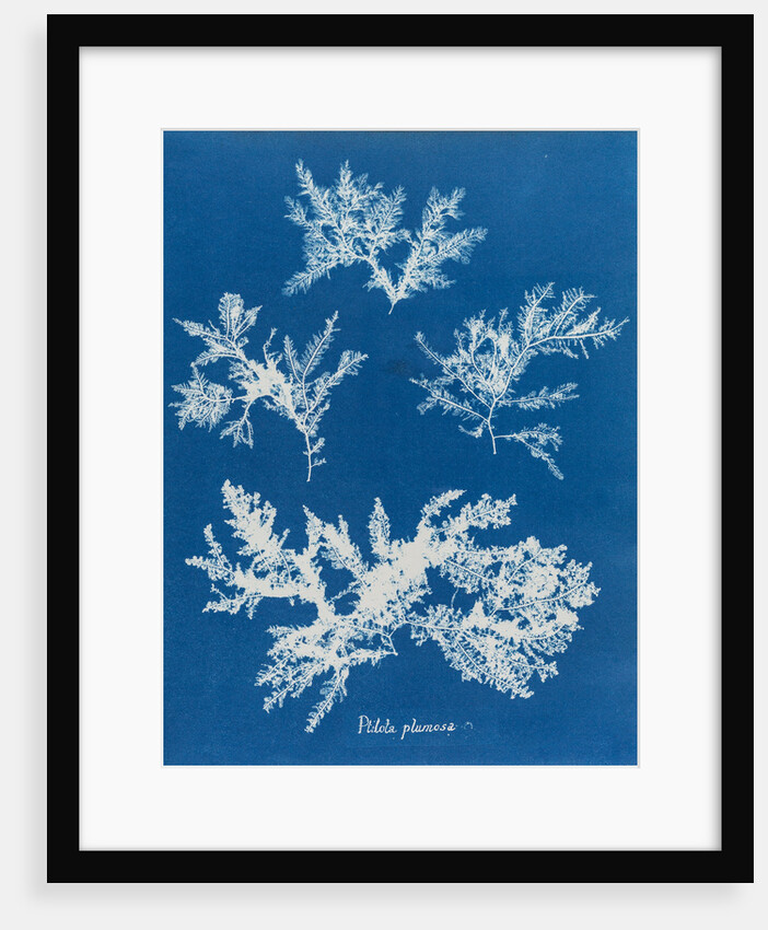Ptilota plumosa by Anna Atkins