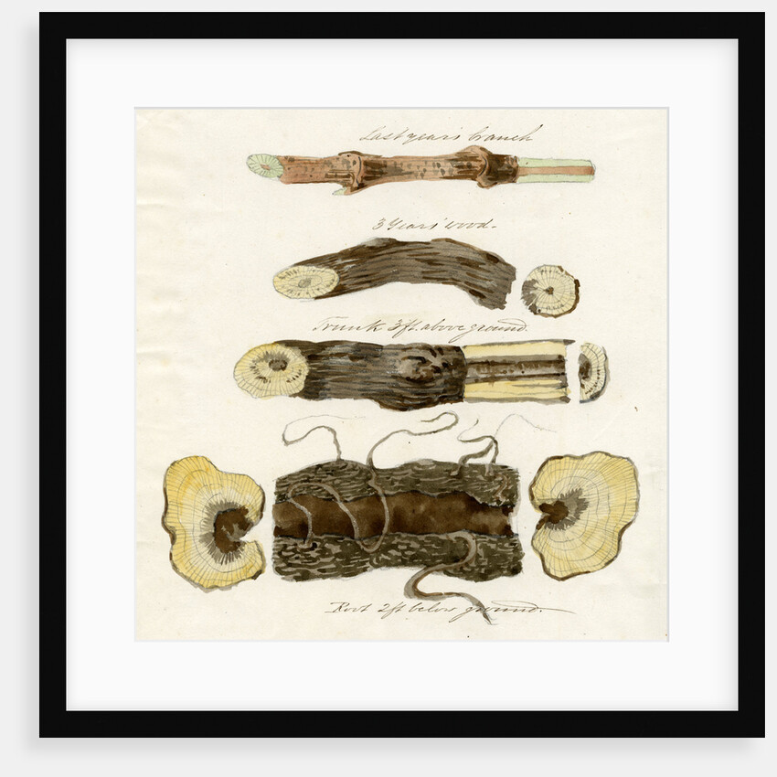 Grape vines by Joseph James Forrester