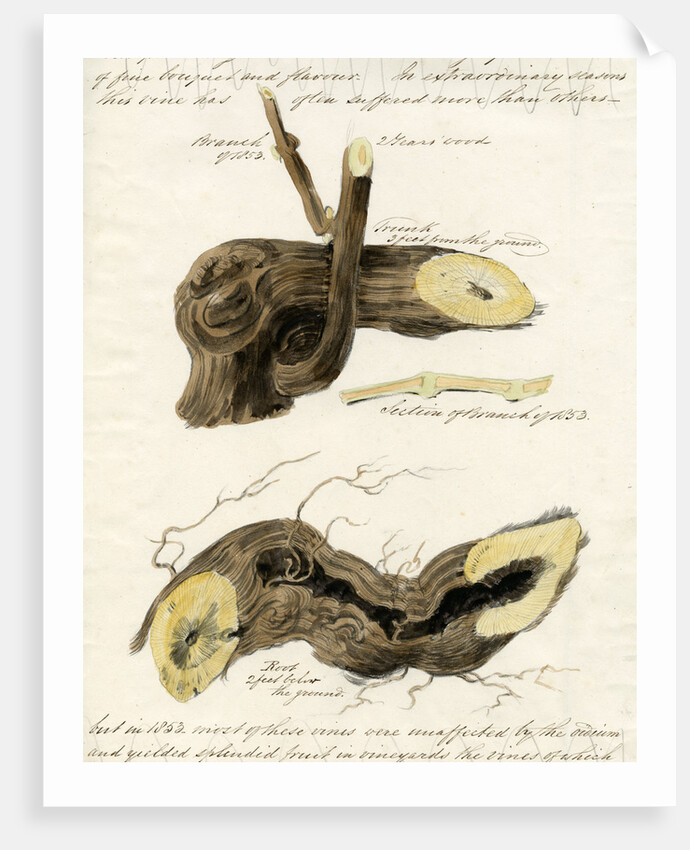 Grape vines by Joseph James Forrester