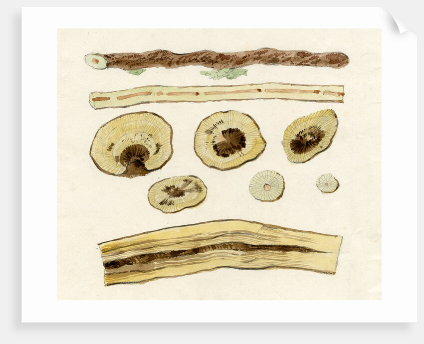 Grape vines by Joseph James Forrester