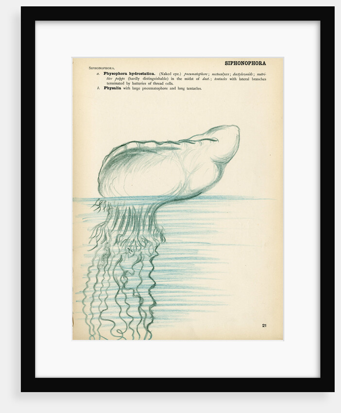 Physalia by Henry Hallett Dale