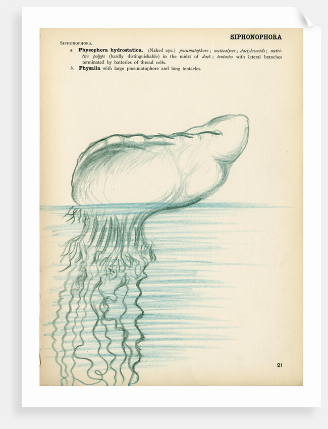 Physalia by Henry Hallett Dale