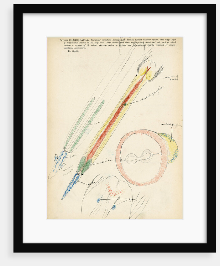 Chaetognatha by Henry Hallett Dale