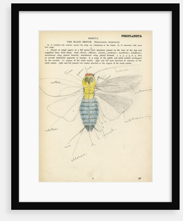 Insect structure by Henry Hallett Dale