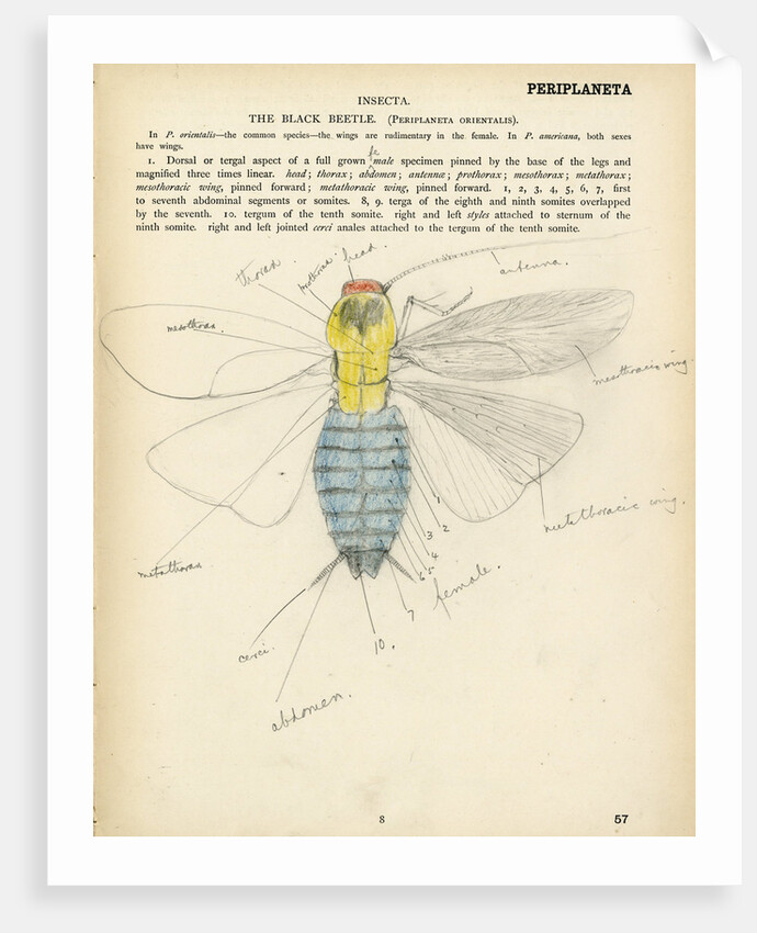 Insect structure by Henry Hallett Dale