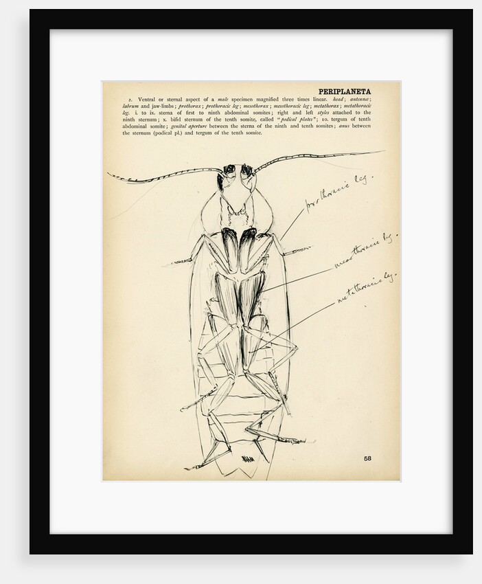 Periplaneta orientalis by Henry Hallett Dale