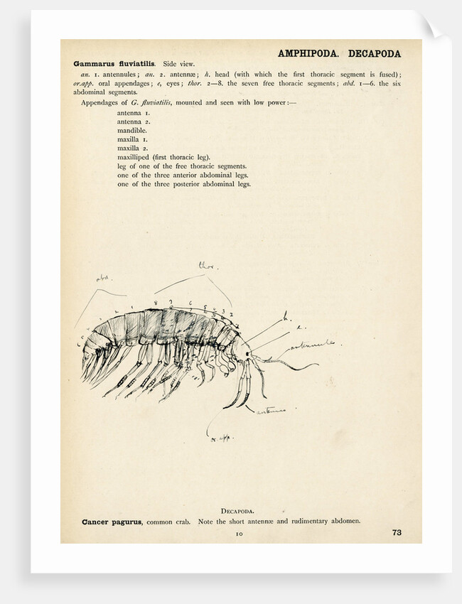 Gammarus fluviatilis by Henry Hallett Dale