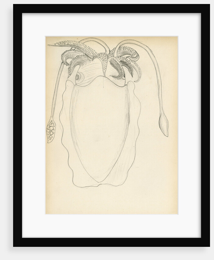 Sepia officinalis by Henry Hallett Dale