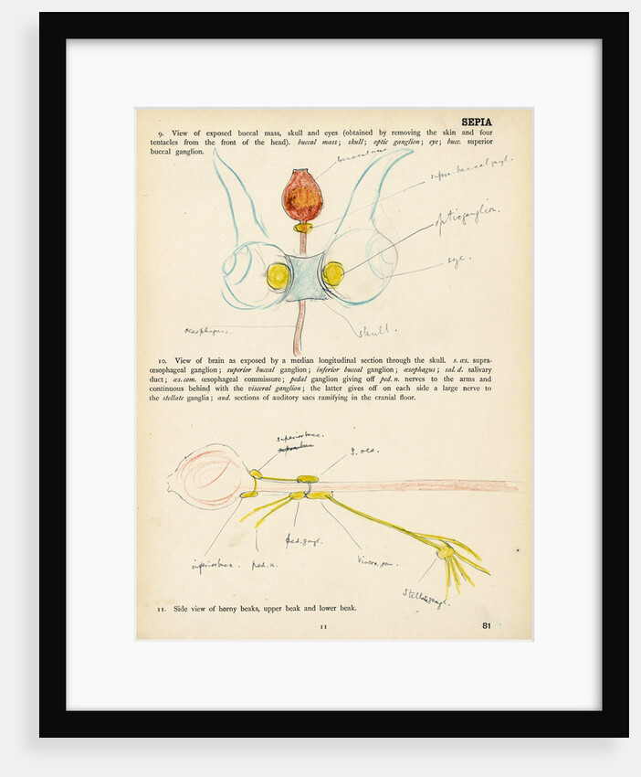 Sepia officinalis by Henry Hallett Dale