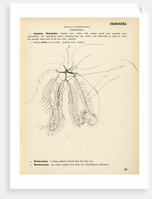 Antedon by Henry Hallett Dale