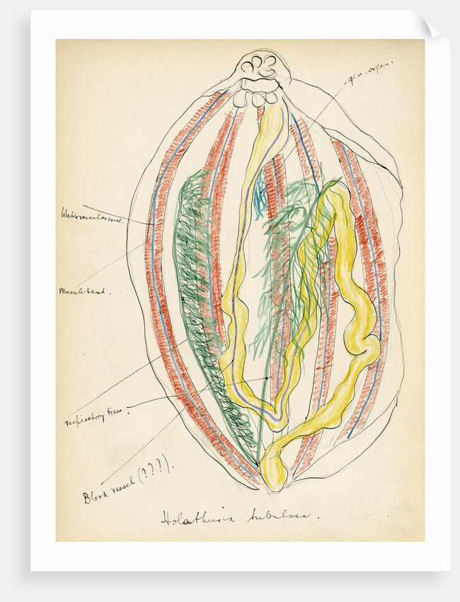 Holathuria tubulosa by Henry Hallett Dale