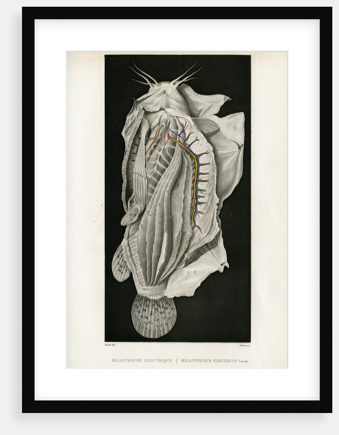 Electric catfish by Pierre