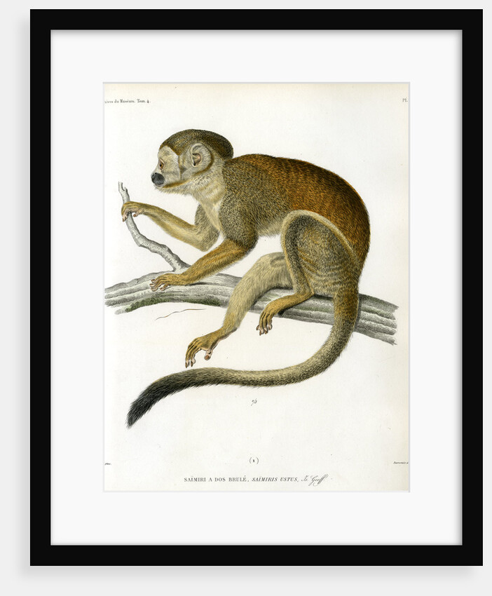 Bare-eared squirrel monkey by Borromée