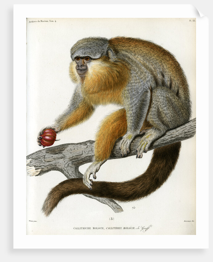 Red-bellied titi by Borromée