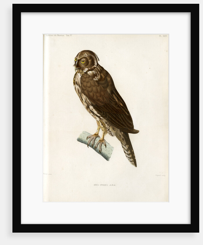 Stygian owl by Guyard