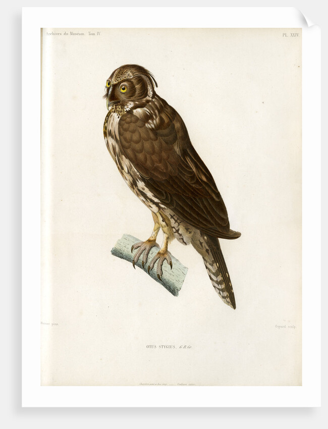 Stygian owl by Guyard