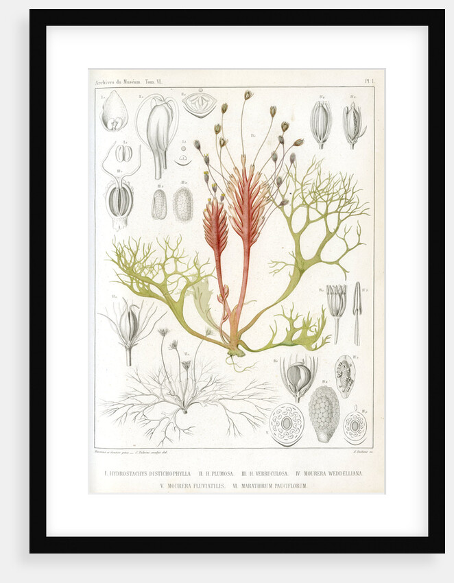 Riverweeds by Eugenia Taillant