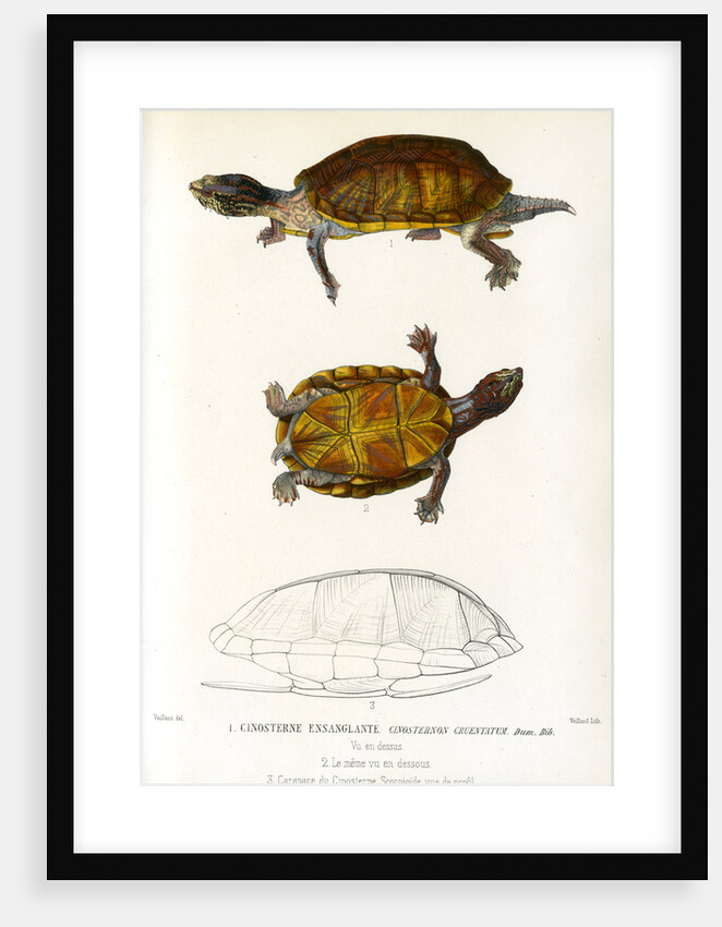 Red cheeked mud turtle by Léon Louis Vaillant
