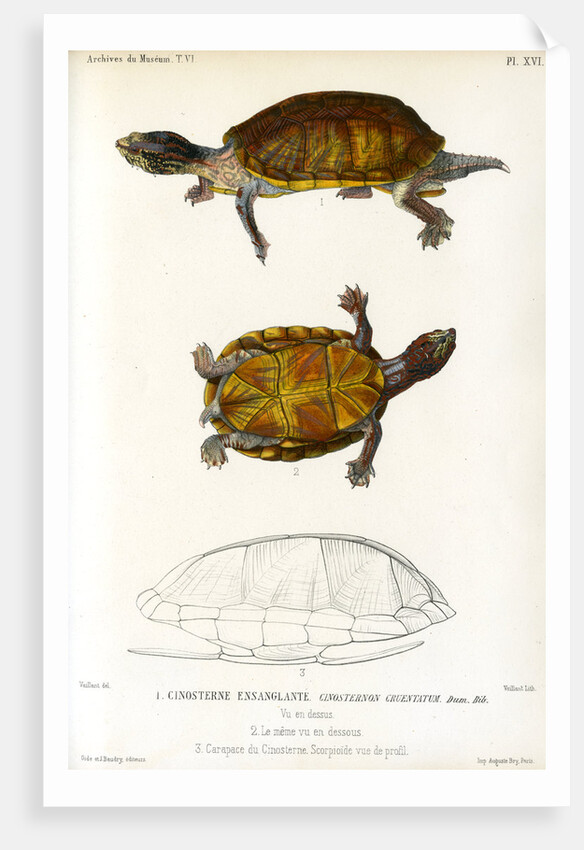 Red cheeked mud turtle by Léon Louis Vaillant