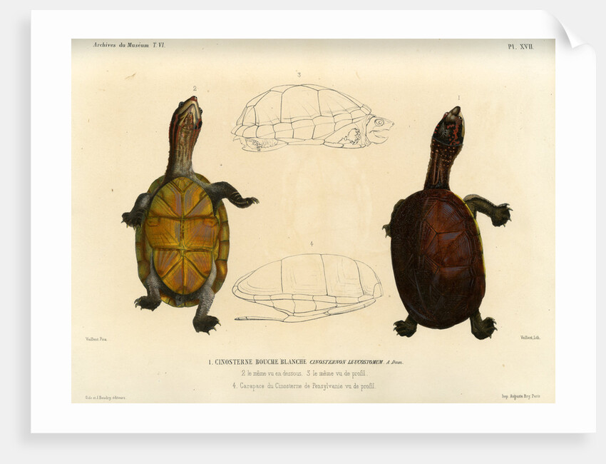 White lipped mud turtle by Léon Louis Vaillant
