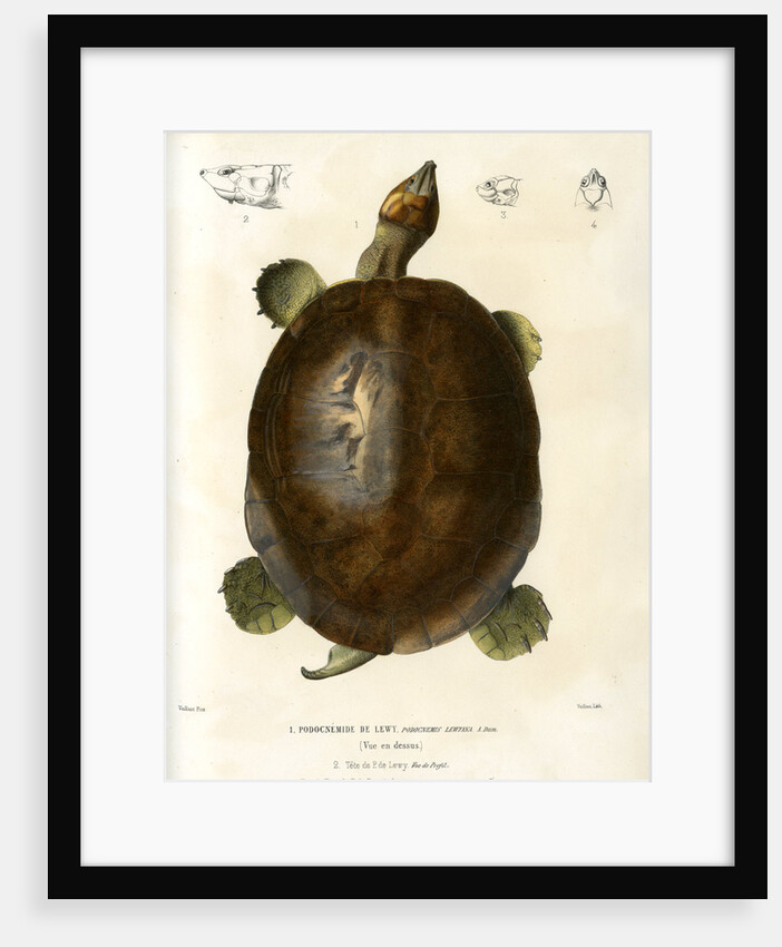 Magdalena river turtle by Léon Louis Vaillant