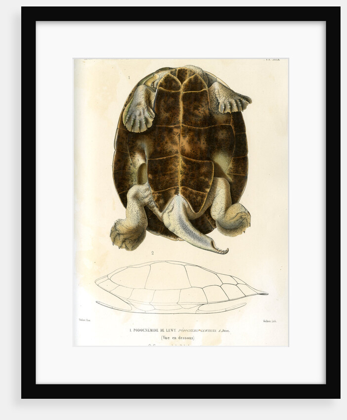 Magdalena river turtle by Léon Louis Vaillant