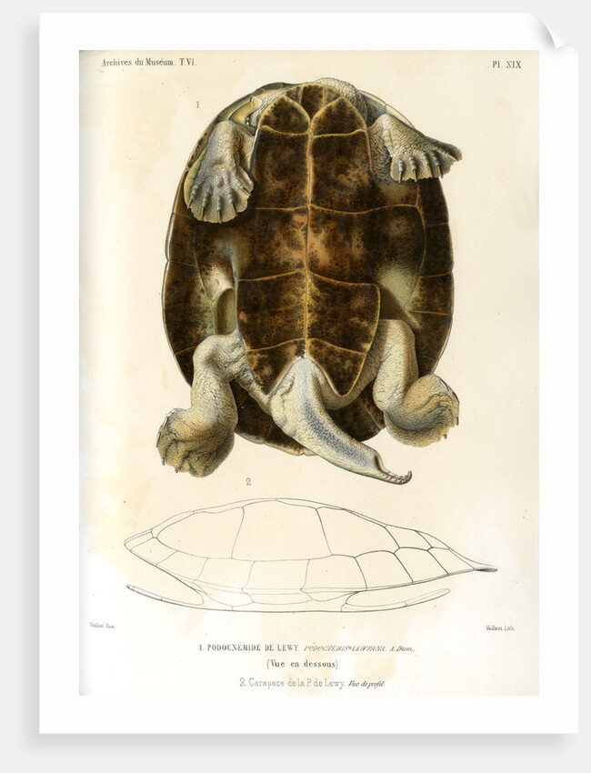 Magdalena river turtle by Léon Louis Vaillant