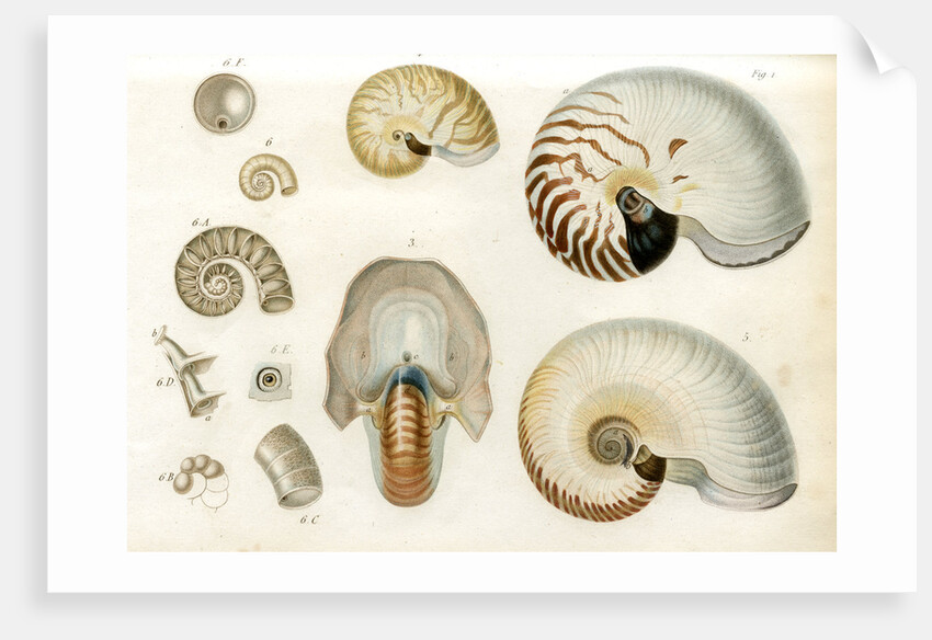 Nautilus specimens by Unknown