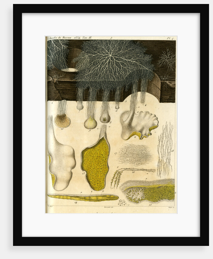 Agaricus crispus by Pérée