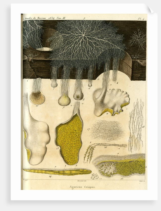 Agaricus crispus by Pérée