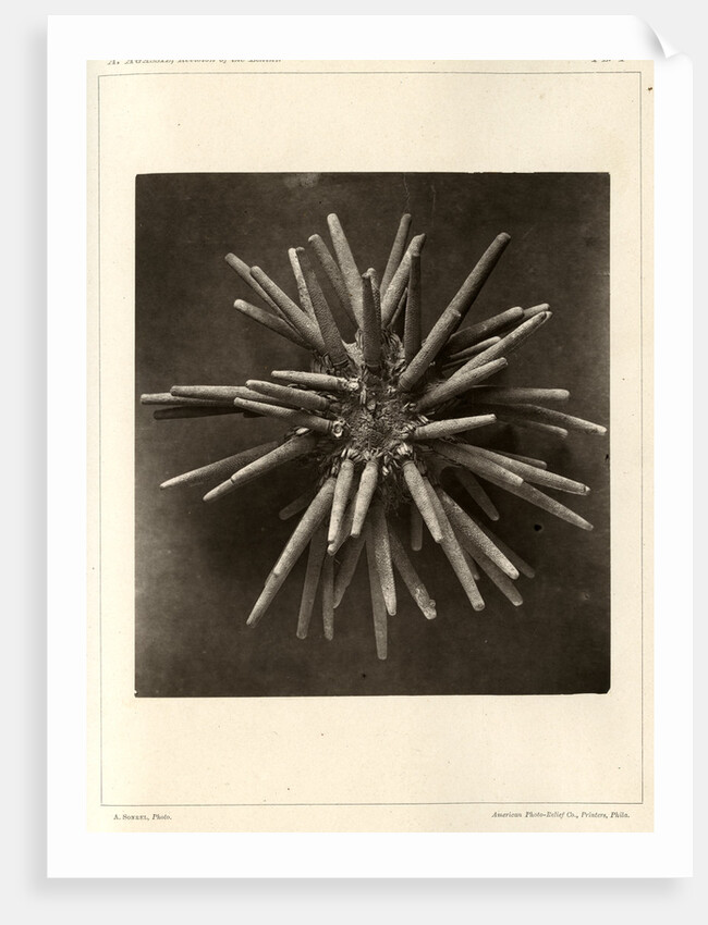Slate pen sea urchin by American Photo Relief Printing Company