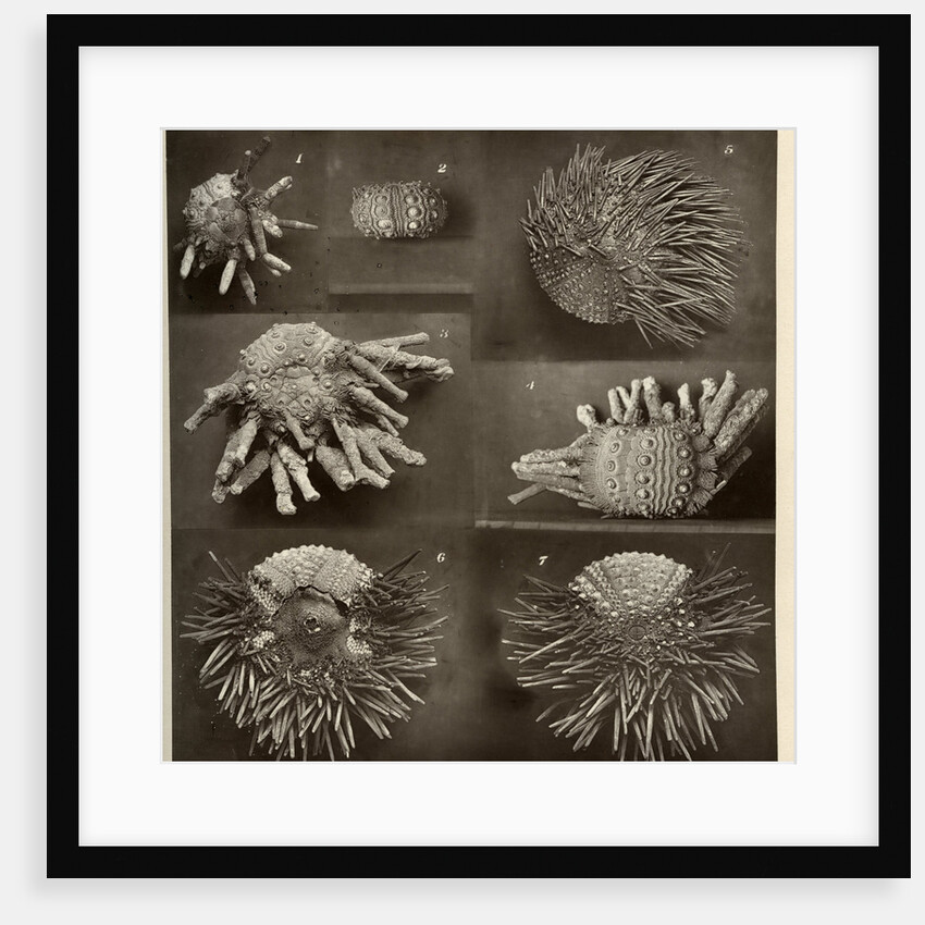 Sea urchins by American Photo Relief Printing Company