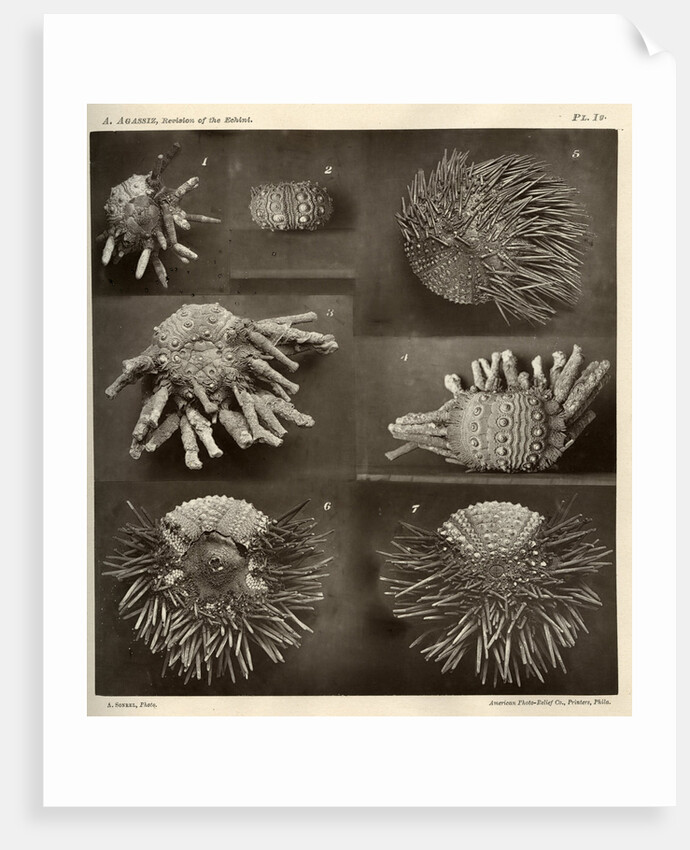 Sea urchins by American Photo Relief Printing Company