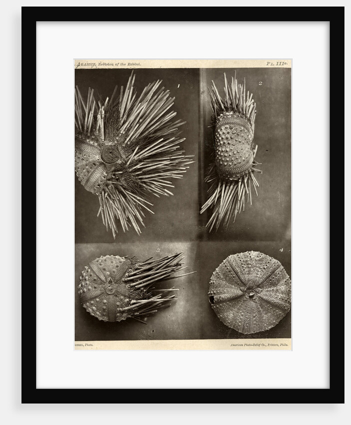 Sea urchins by American Photo Relief Printing Company