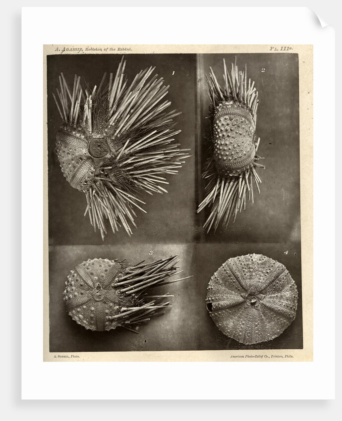 Sea urchins by American Photo Relief Printing Company