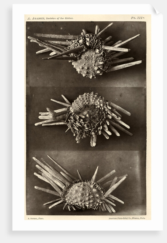 Red slate pencil urchin by American Photo Relief Printing Company