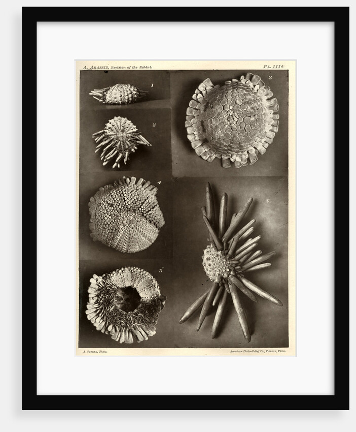 Sea urchins by American Photo Relief Printing Company