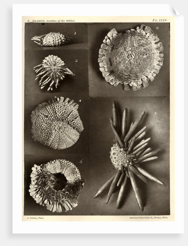 Sea urchins by American Photo Relief Printing Company