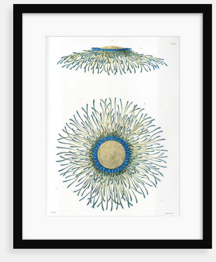 Blue button jellyfish by A Meissel