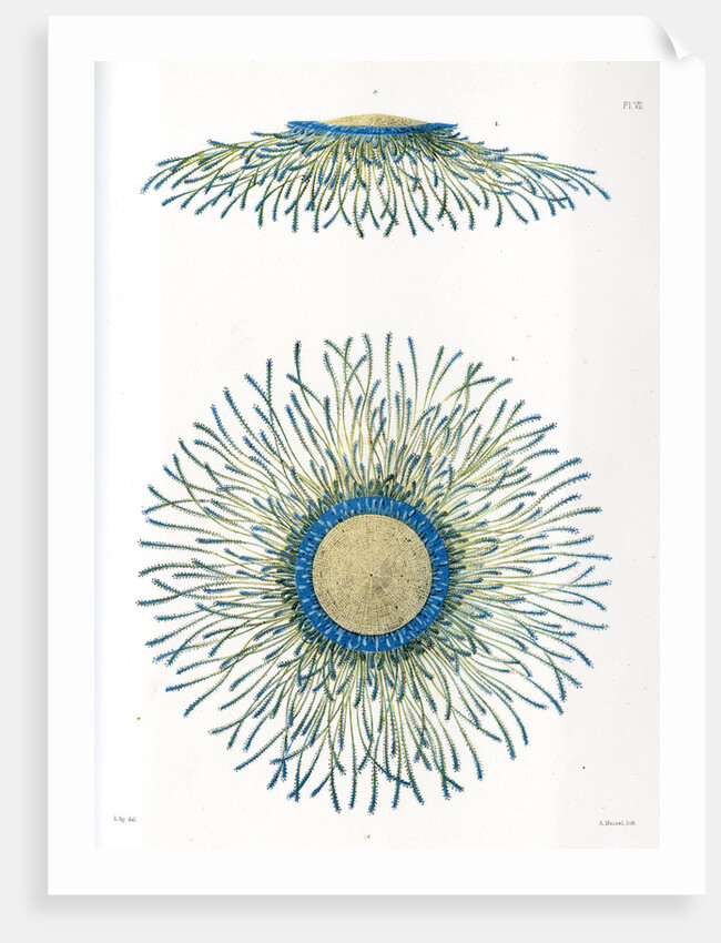 Blue button jellyfish by A Meissel