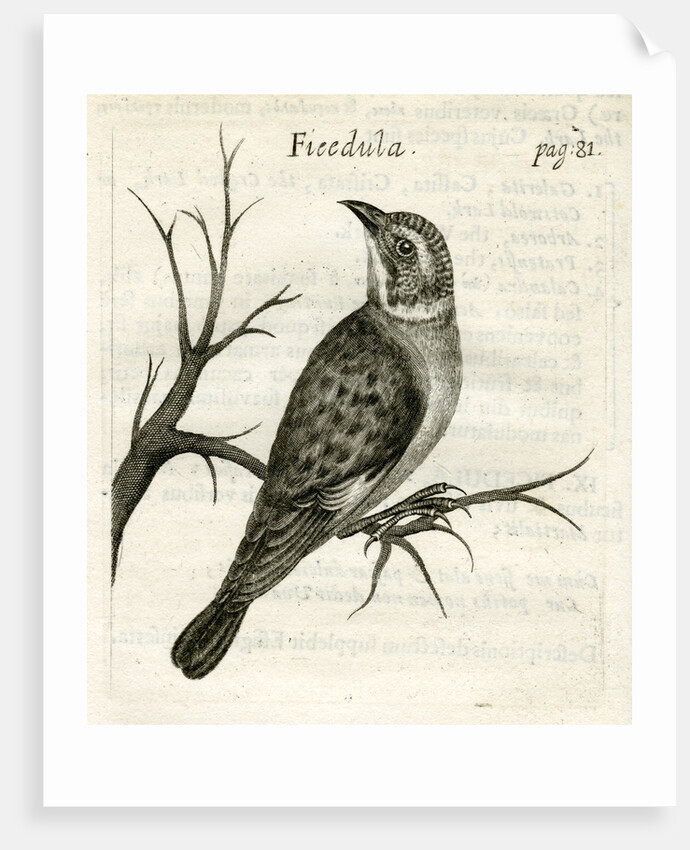 Flycatcher by Unknown