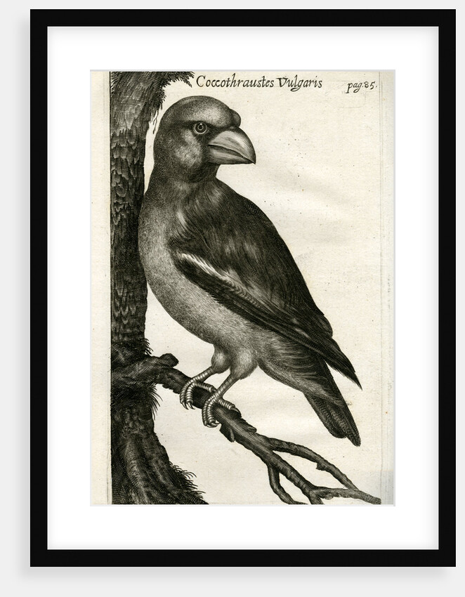 Hawfinch by Unknown