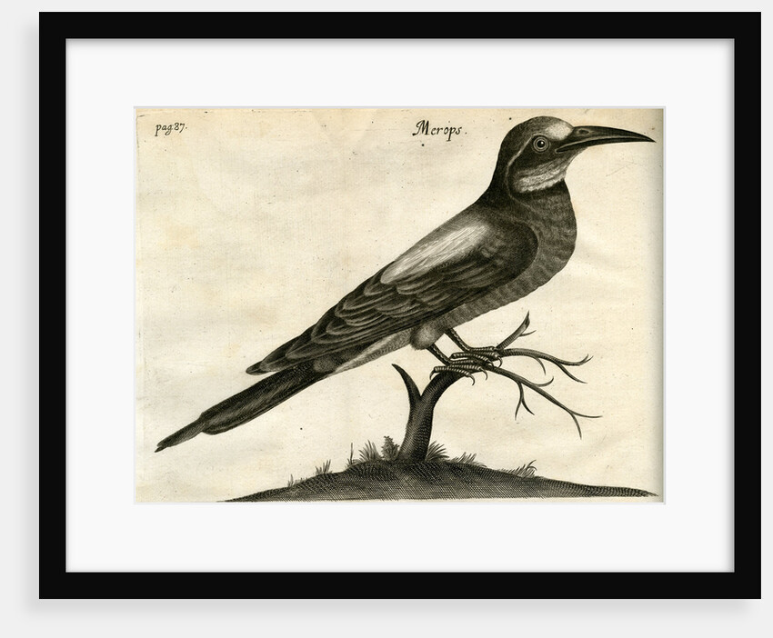 European bee-eater by Unknown