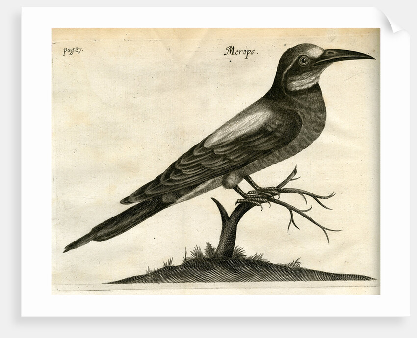 European bee-eater by Unknown