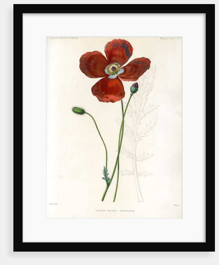 Poppy hybrid by Debray
