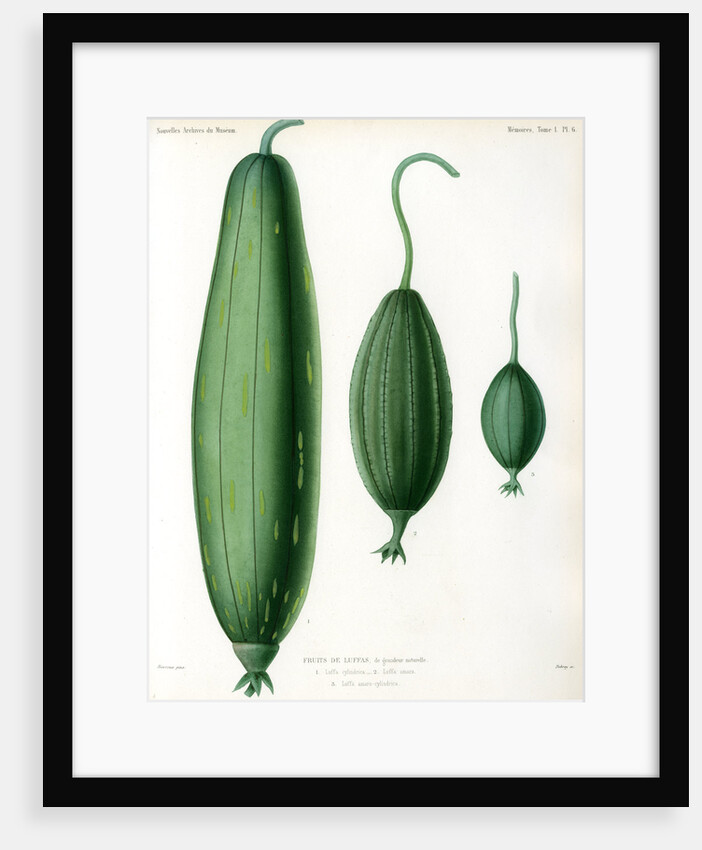 Luffas and luffa hybrid by Debray