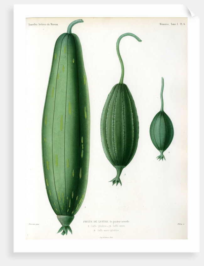 Luffas and luffa hybrid by Debray